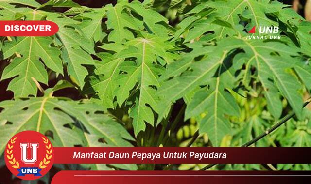 Temukan 10 Manfaat manfaat daun pepaya untuk payudara yang Jarang Diketahui