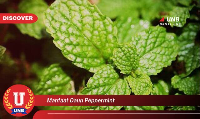 Inilah 10 Manfaat manfaat daun peppermint yang Bikin Kamu Penasaran