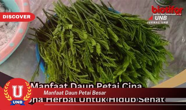 Temukan 8 Manfaat manfaat daun petai besar yang Jarang Diketahui