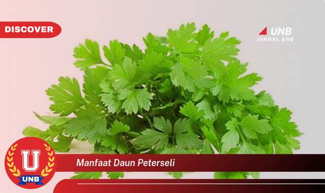 Ketahui 8 Manfaat manfaat daun peterseli yang Wajib kamu ketahui