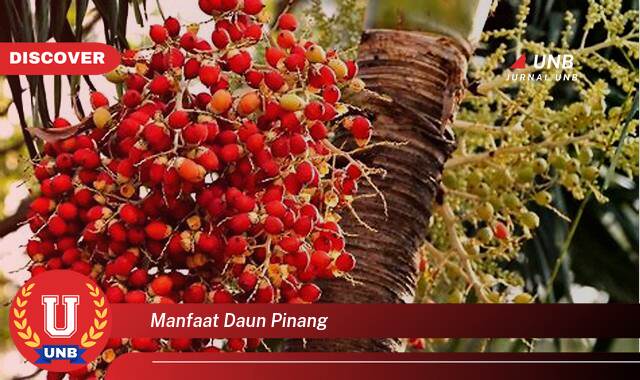 Inilah 9 Manfaat manfaat daun pinang yang tidak Semua Orang Tau