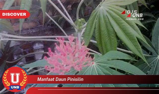 Temukan 9 Manfaat Daun Pinisilin untuk Penyembuhan Luka dan Infeksi Kulit Temukan 9 Manfaat Daun Pinisilin untuk Penyembuhan Luka dan Infeksi Kulit