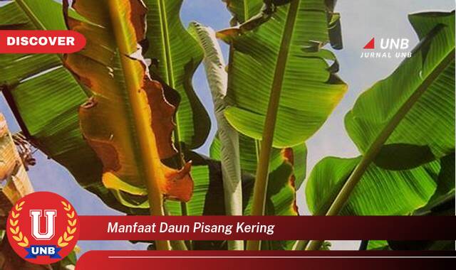 Temukan 9 Manfaat Daun Pisang Kering yang Tak Terduga untuk Kesehatan dan Kehidupan Sehari,hari