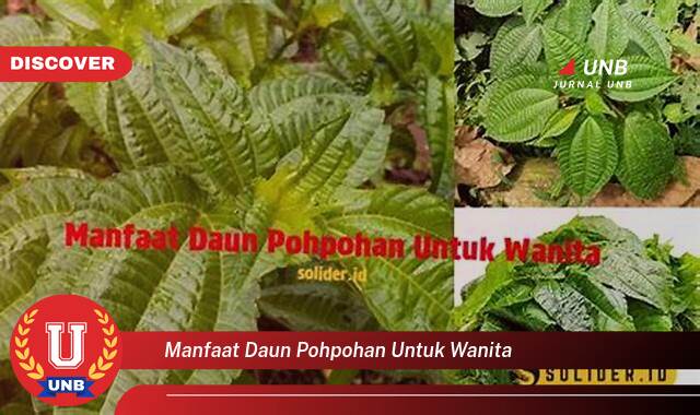 Ketahui 10 Manfaat manfaat daun pohpohan untuk wanita yang Wajib kamu ketahui