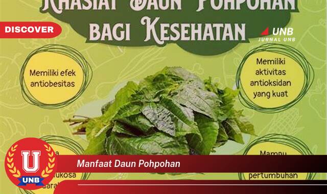 Temukan 8 Manfaat Daun Pohpohan untuk Kesehatan dan Kecantikan