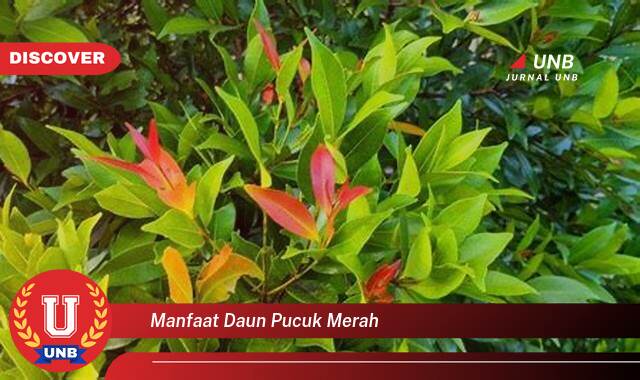 Temukan 10 Manfaat Daun Pucuk Merah untuk Kesehatan dan Kecantikan Kulit