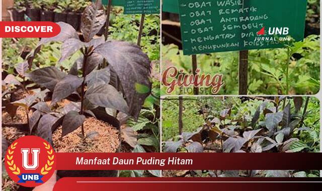 Temukan 8 Manfaat Daun Puding Hitam untuk Kesehatan dan Kecantikan Anda