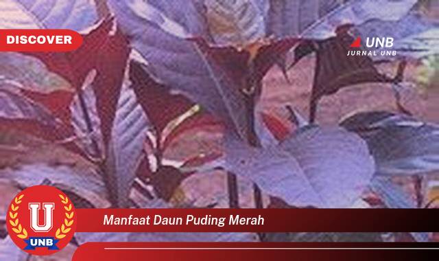 Ketahui 10 Manfaat manfaat daun puding merah yang Bikin Kamu Penasaran