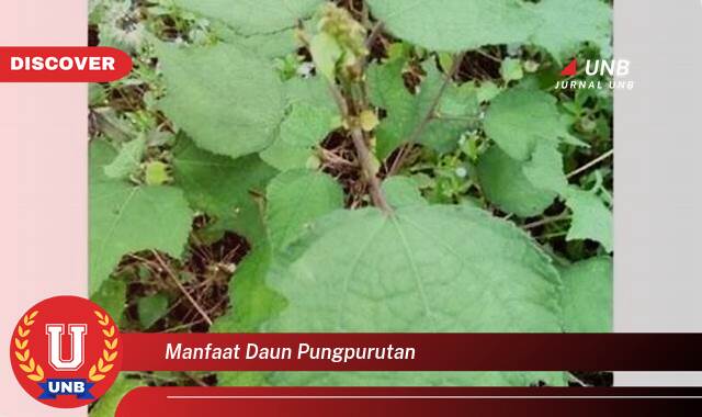 Ketahui 10 Manfaat manfaat daun pungpurutan yang Wajib Kamu Intip