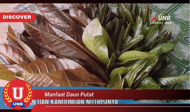 8 Manfaat Daun Putat yang Wajib Kamu Ketahui