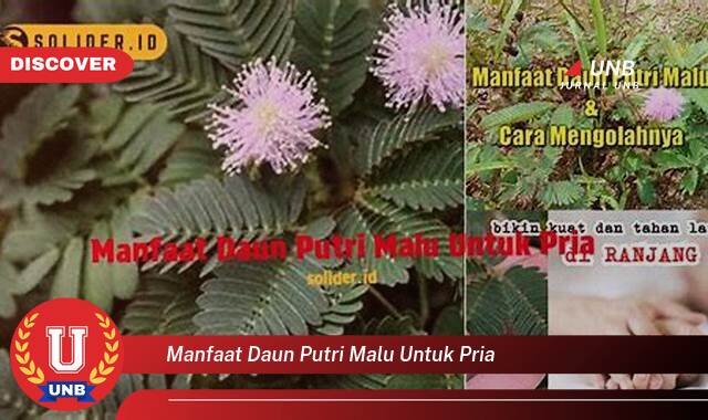 Temukan 9 Manfaat Daun Putri Malu untuk Pria, Meningkatkan Kesehatan & Vitalitas