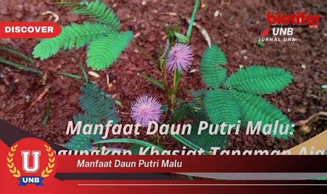 Temukan 8 Manfaat Daun Putri Malu untuk Kesehatan,  Obat Herbal Tradisional dan Modern