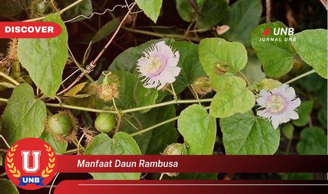 Temukan 10 Manfaat Daun Rambusa untuk Kesehatan Anda yang Menakjubkan Temukan 10 Manfaat Daun Rambusa untuk Kesehatan Anda yang Menakjubkan