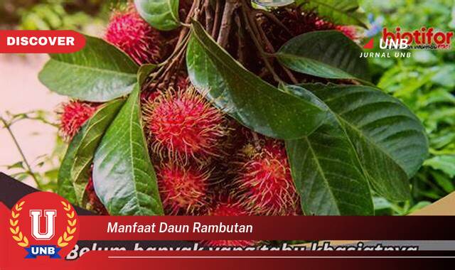 Temukan 9 Manfaat Daun Rambutan untuk Kesehatan,  Dari Akar Hingga Daun