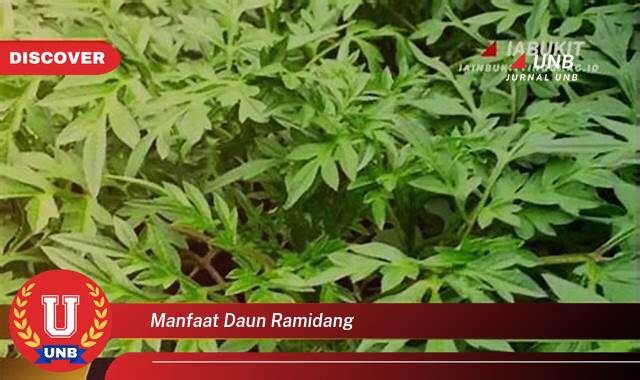 Ketahui 8 Manfaat manfaat daun ramidang yang Wajib Kamu Intip
