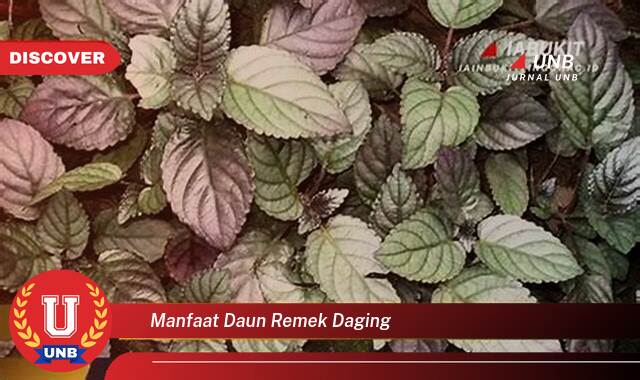 8 Manfaat Daun Remek Daging yang Jarang Diketahui
