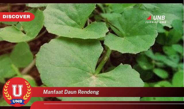 Temukan 8 Manfaat manfaat daun rendeng yang Bikin Kamu Penasaran