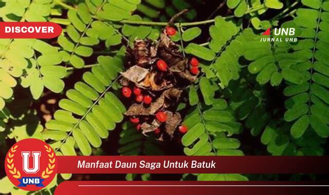Ketahui 10 Manfaat manfaat daun saga untuk batuk yang Wajib Kamu Intip