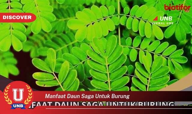 Inilah 8 Manfaat manfaat daun saga untuk burung yang tidak Semua Orang Tau