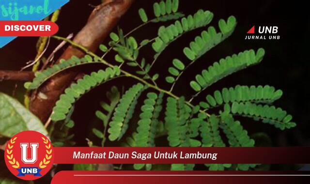 Temukan 10 Manfaat Daun Saga untuk Redakan Masalah Lambung Anda Temukan 10 Manfaat Daun Saga untuk Redakan Masalah Lambung Anda
