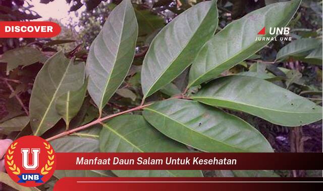 Temukan 8 Manfaat Daun Salam untuk Kesehatan, Rahasia Hidup Sehat Alami