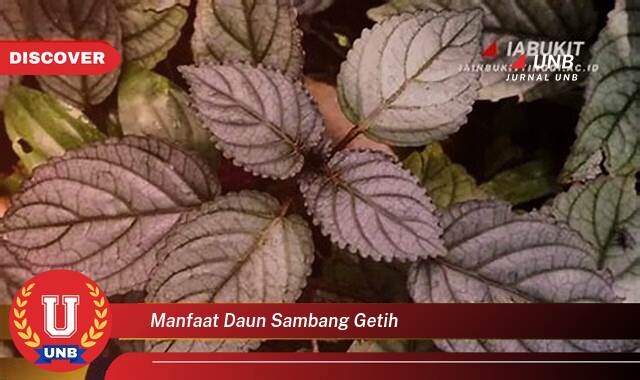 10 Manfaat Daun Sambang Getih yang Wajib Kamu Ketahui
