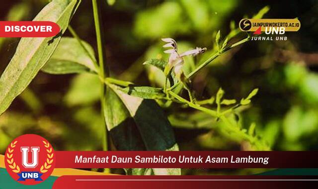 Temukan 10 Manfaat Daun Sambiloto untuk Asam Lambung, Redakan Gejala dan Atasi Masalah