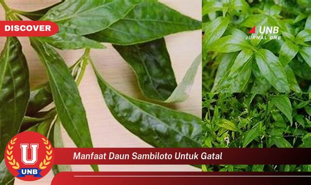 Temukan 9 Manfaat Daun Sambiloto untuk Gatal, Mengatasi Rasa Gatal dan Iritasi Kulit Secara Alami