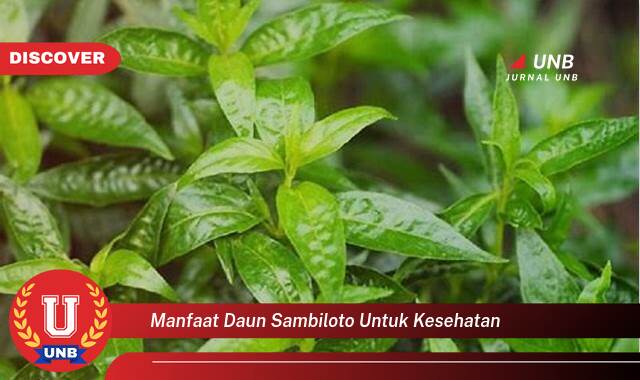 Temukan 8 Manfaat Daun Sambiloto untuk Kesehatan,  Khasiat, Dosis, dan Efek Samping