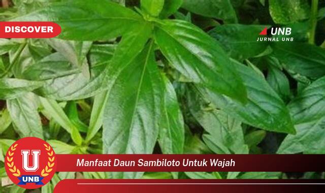 Temukan 10 Manfaat Daun Sambiloto untuk Wajah, Atasi Jerawat, Komedo, dan Masalah Kulit Lainnya Secara Alami Temukan 10 Manfaat Daun Sambiloto untuk Wajah, Atasi Jerawat, Komedo, dan Masalah Kulit Lainnya Secara Alami