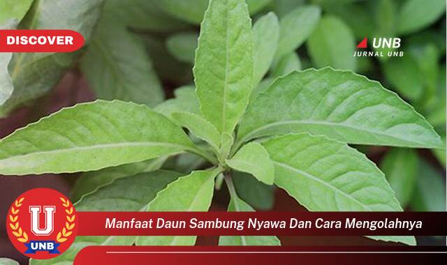 Temukan 8 Manfaat Daun Sambung Nyawa yang Luar Biasa dan Cara Mengolahnya untuk Kesehatan Anda Temukan 8 Manfaat Daun Sambung Nyawa yang Luar Biasa dan Cara Mengolahnya untuk Kesehatan Anda