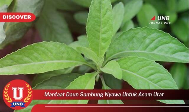 9 Manfaat manfaat daun sambung nyawa untuk asam urat yang Bikin Kamu Penasaran
