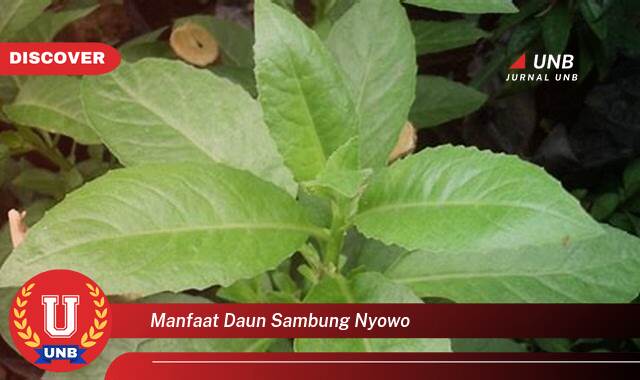 Inilah 9 Manfaat manfaat daun sambung nyowo yang Wajib kamu ketahui