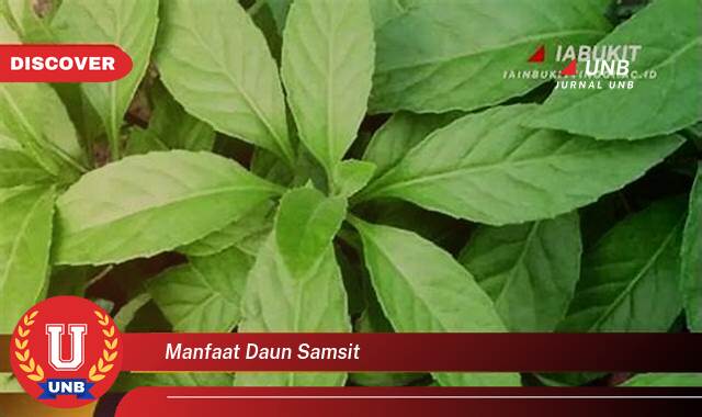 Ketahui 8 Manfaat manfaat daun samsit yang tidak Semua Orang Tau