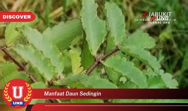 Ketahui 9 Manfaat manfaat daun sedingin yang tidak Semua Orang Tau