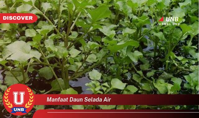 Temukan 9 Manfaat Daun Selada Air untuk Kesehatan dan Kecantikan Anda