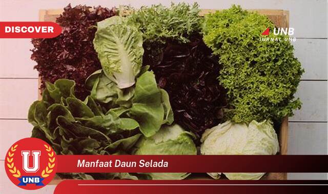 Temukan 10 Manfaat Daun Selada untuk Kesehatan, Kecantikan, dan Diet Temukan 10 Manfaat Daun Selada untuk Kesehatan, Kecantikan, dan Diet