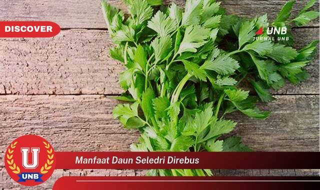 Temukan 8 Manfaat manfaat daun seledri direbus yang Bikin Kamu Penasaran
