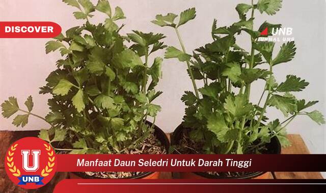 Temukan 9 Manfaat Daun Seledri untuk Darah Tinggi, Panduan Lengkap dan Alami