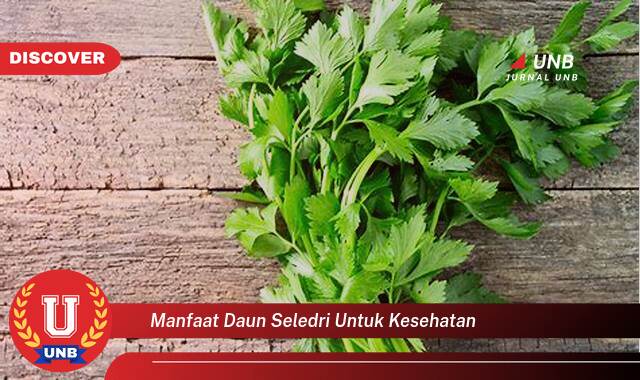 Temukan 9 Manfaat Daun Seledri untuk Kesehatan, 10 Cara Memanfaatkannya Sehari,hari Temukan 9 Manfaat Daun Seledri untuk Kesehatan, 10 Cara Memanfaatkannya Sehari,hari