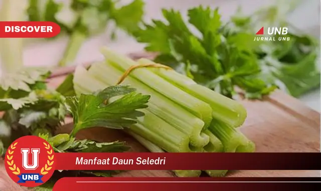 manfaat daun seledri