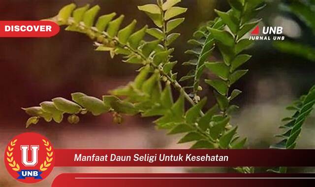 Inilah 10 Manfaat manfaat daun seligi untuk kesehatan yang Jarang Diketahui