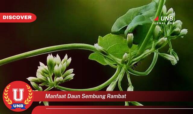 Temukan 10 Manfaat Daun Sembung Rambat untuk Kesehatan dan Kecantikan Anda