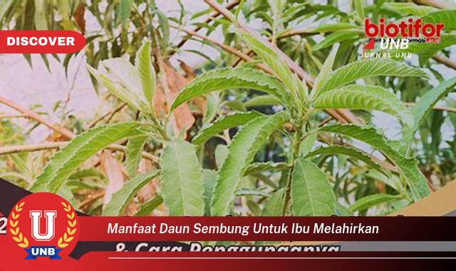 Inilah 10 Manfaat manfaat daun sembung untuk ibu melahirkan yang Bikin Kamu Penasaran