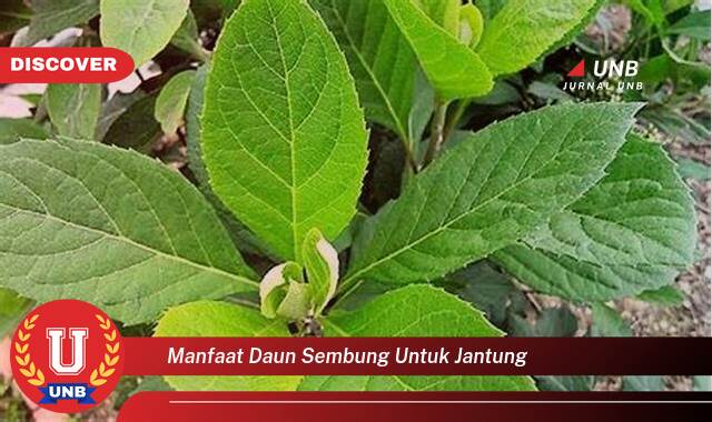 10 Manfaat Daun Sembung untuk Jantung yang Bikin Kamu Penasaran