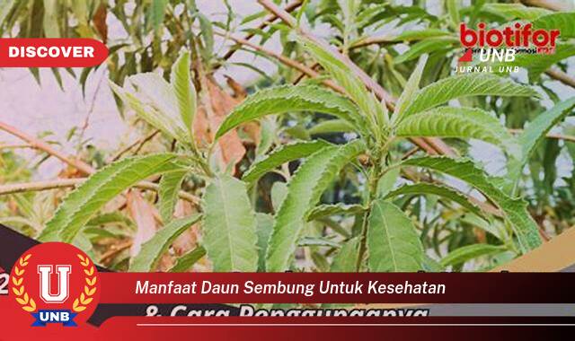 Temukan 10 Manfaat Daun Sembung untuk Kesehatan, 10 Khasiat Luar Biasa yang Tak Terduga