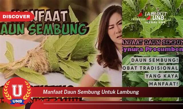 Temukan 8 Manfaat manfaat daun sembung untuk lambung yang Jarang Diketahui