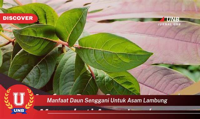 Temukan 10 Manfaat manfaat daun senggani untuk asam lambung yang tidak Semua Orang Tau