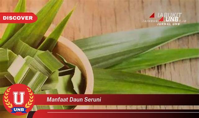Ketahui 8 Manfaat manfaat daun seruni yang Wajib kamu ketahui