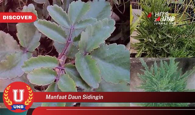 Temukan 9 Manfaat manfaat daun sidingin yang tidak Semua Orang Tau